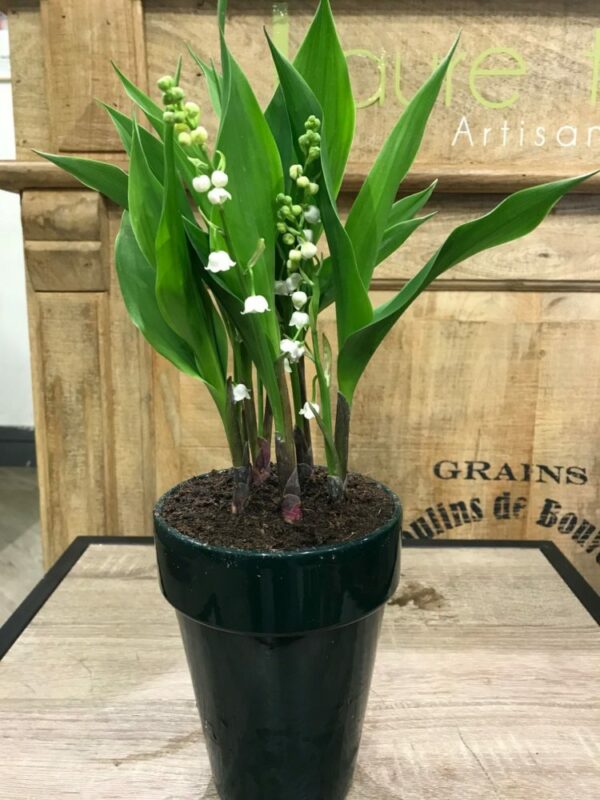 Muguet en pot